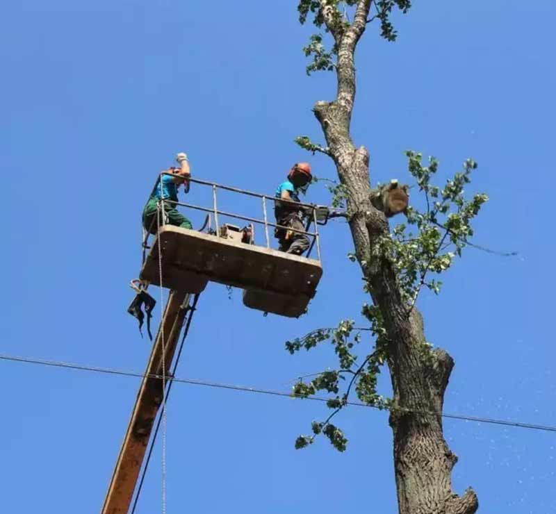 обрезка деревьев и формирование кроны, в том числе, на высоте в Волгограде и Волжском